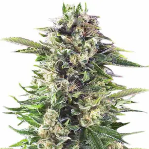 Photo of Headband Marijuana Seeds By TheSeedPharm.com