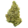 Moonshine Daze Trimmed | Gold