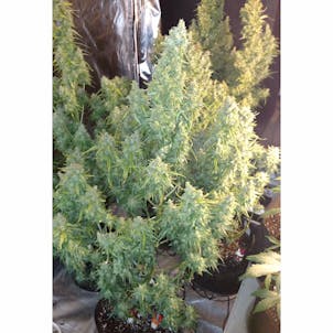 Photo of Six Shooter