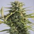Product image for AUTO GODZILLA GOO AUTOFLOWERING SEEDS