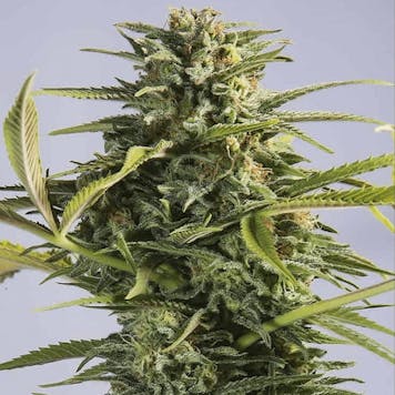 Photo of AUTO GODZILLA GOO AUTOFLOWERING SEEDS