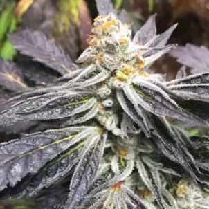 Photo of Cement Shoes Seeds