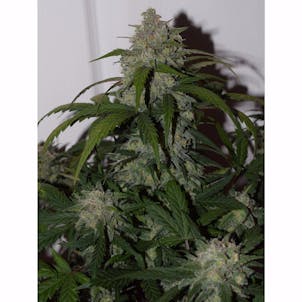 Photo of Tangie'Matic