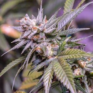 Photo of Lemon Stilton (Exodus Cheese x Jack The Ripper)