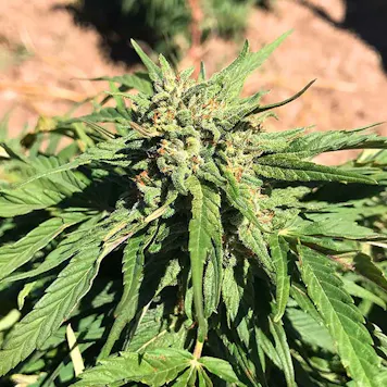 Photo of Stormy Daniels CBD Feminized Hemp Seed