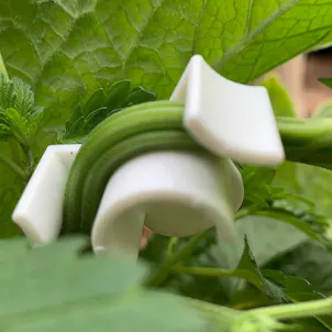 Photo of AirTech LSTclips - Low Stress Training Clips