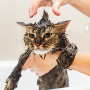 Photo of Pet Shampoo - 20mg Full Spectrum CBD