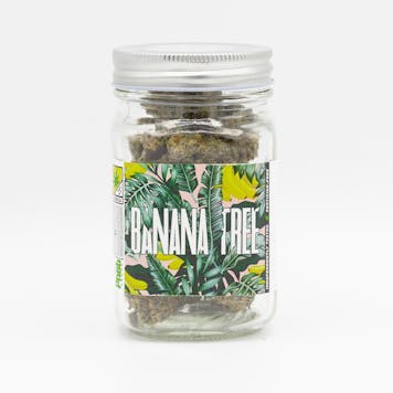 Photo of Banana Tree - Platinum Line