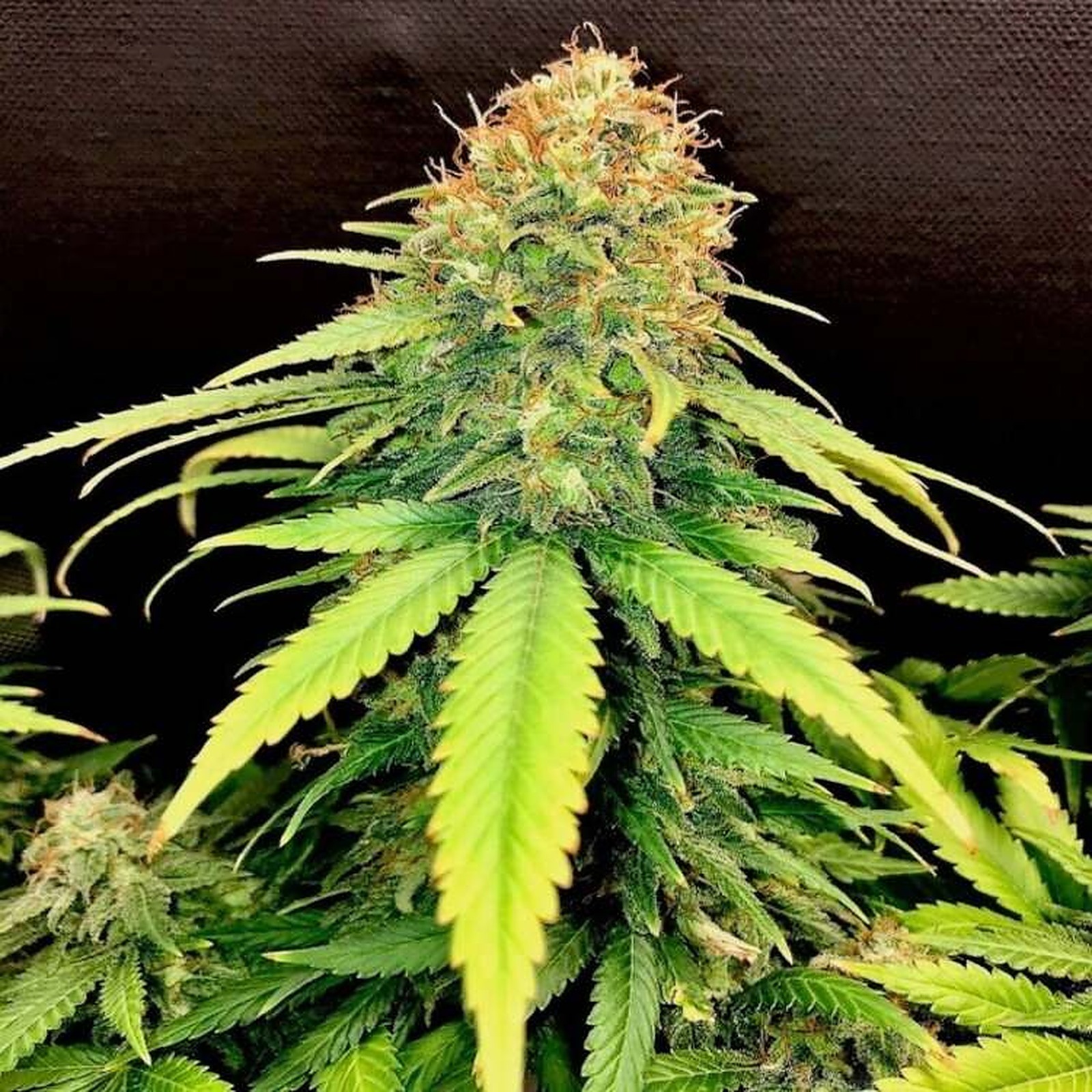 United Cannabis Seeds: Gold Leaf Autoflower | Leafly