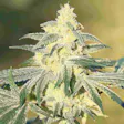 Product image for Gorilla Glue #4 Feminized