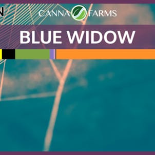 Photo of Blue Widow