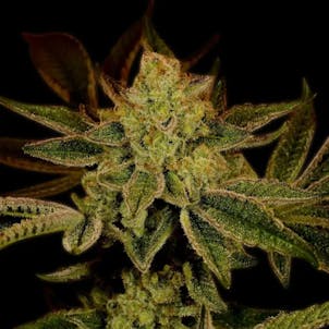 Photo of Super Lemon Haze