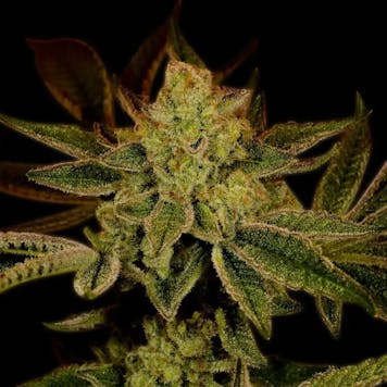 Photo of Super Lemon Haze