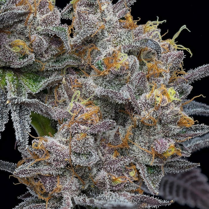 AJ9oVW2SyOY7BqzwUxLa_bruce-