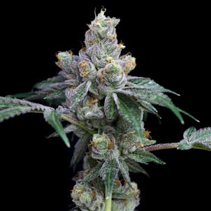 Product image for White Tahoe Cookies