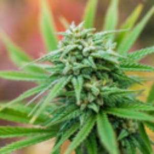 Photo of CANNABIS HORTICULTURE SPECIALIST CERTIFICATION (CCHS)