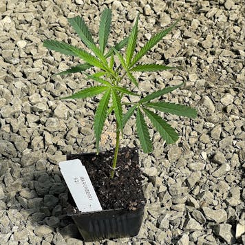 Photo of Marionberry Kush Clone