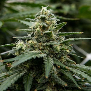 Photo of Northern Lights