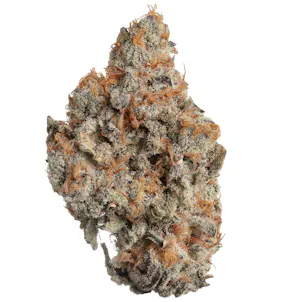 Photo of GMO x Mai Tai Flower