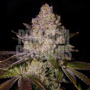 Photo of Scratch n Sniff