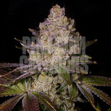 Photo of Scratch n Sniff