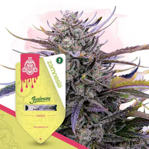 Photo of Jealousy by Zamnesia Seeds