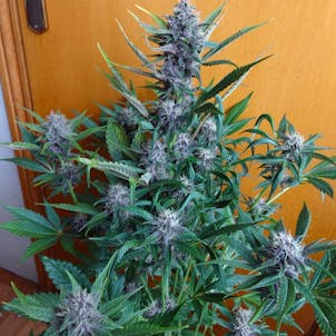 Photo of Crystal Meth