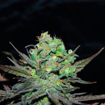 Photo of Eleven Roses