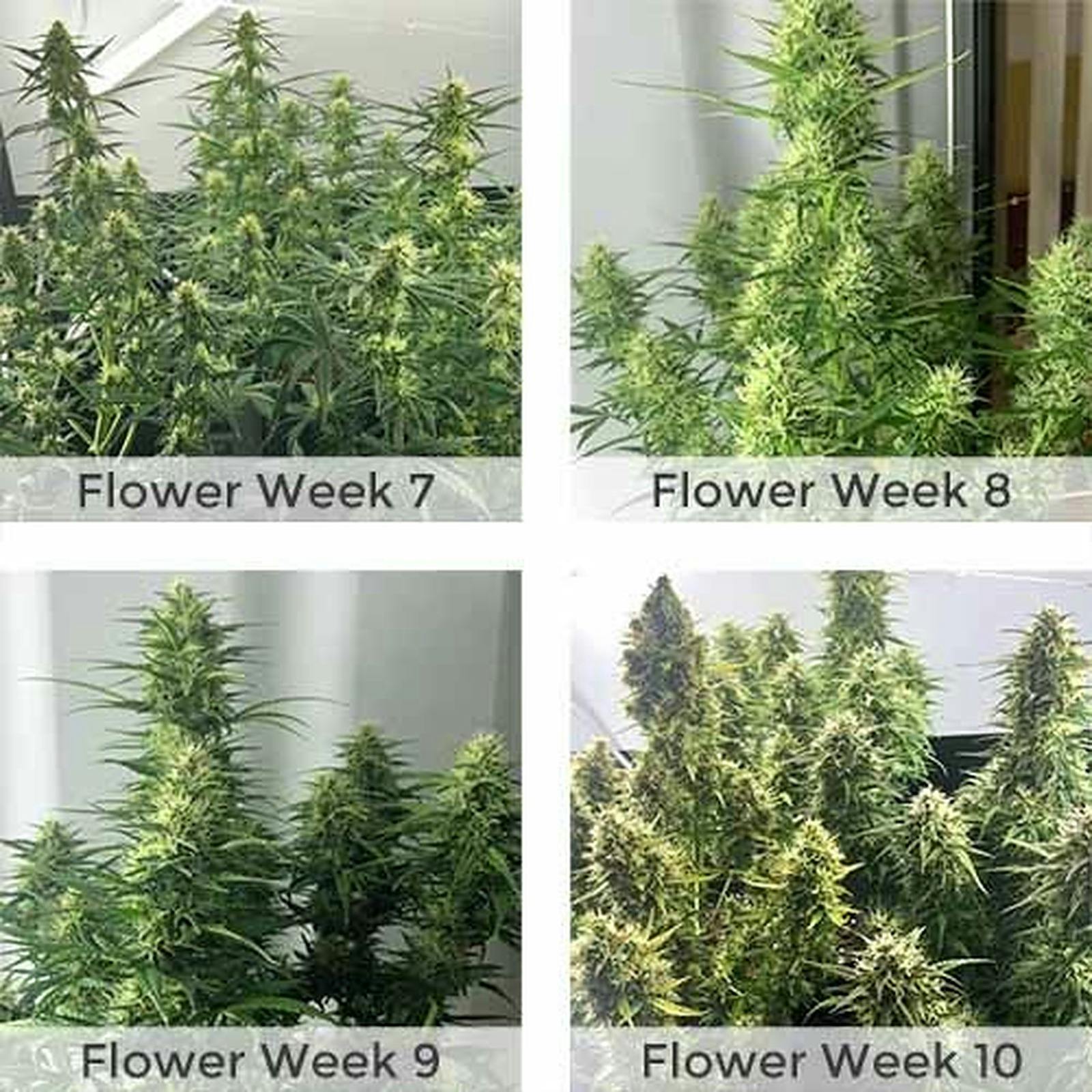 I Love Growing Marijuana Girl Scout Cookies Extreme Autoflower Leafly