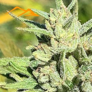 Photo of Cherry Blossom CBD Feminized Hemp Seeds