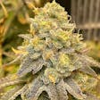 Product image for AUTO ZKITTLEZ AUTOFLOWER SEEDS USA