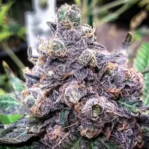 Photo of Grand Daddy Purple Seeds