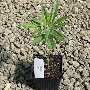 Photo of Jager Clone