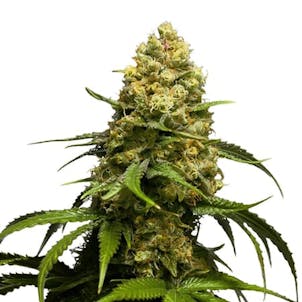 Photo of Super Skunk Feminized
