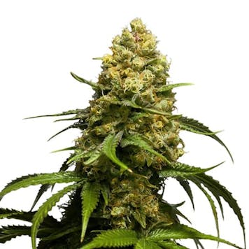 Photo of Super Skunk Feminized