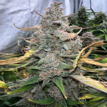 Photo of Mimosa Seeds - Feminized