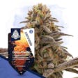 Product image for Cosmic Noodles Automatic by Zamnesia Seeds