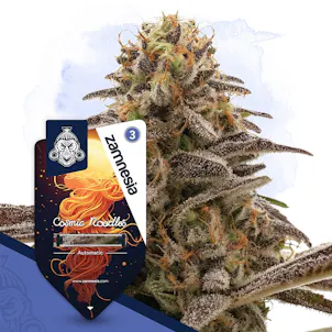 Photo of Cosmic Noodles Automatic by Zamnesia Seeds
