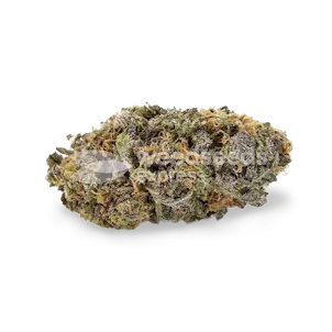 Photo of Sirius Black Feminized Seeds