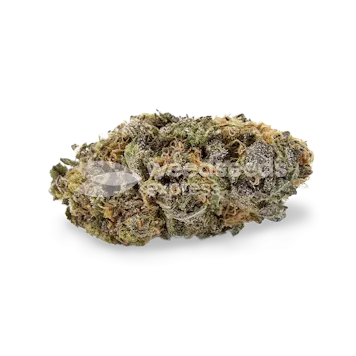 Photo of Sirius Black Feminized Seeds