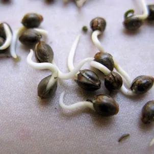 Photo of Gorilla Glue Seeds - Autoflower