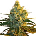 Super Lemon Haze Feminized