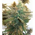 Product image for Lemon Kush Feminized