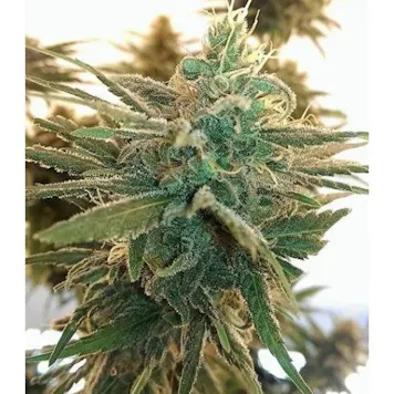 Photo of Lemon Kush Feminized