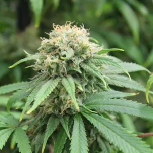 Photo of Super Silver Haze