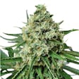 Product image for AMS Supreme Feminized