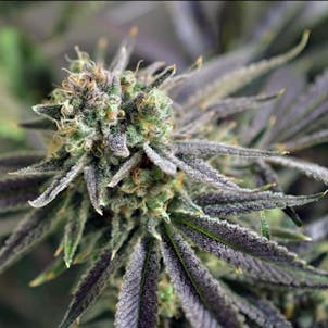 Photo of Violet Delight