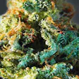 Product image for Silver Haze