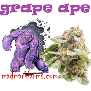 Photo of Grape Ape