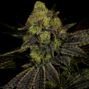 Photo of Blueberry Autoflower